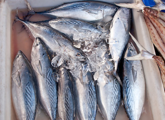 Obraz premium Fresh Mackerels on Ice at fish market