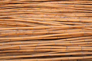 Bamboo wood