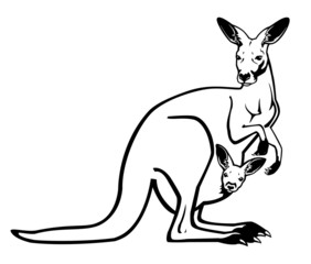kangaroo female with joey in pouch black and white