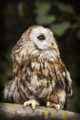 Tawny Owl (Strix aluco)