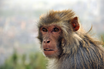 scimmia in nepal