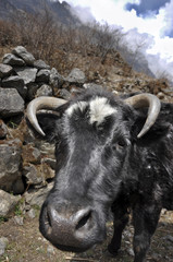mucca in nepal