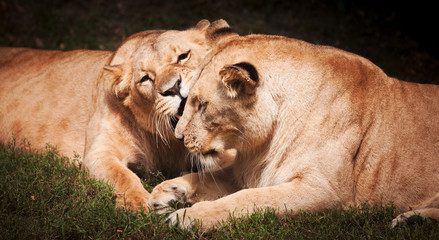 Close-up of Lioness