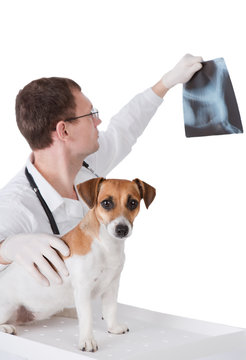 Vet with dog is holding X-ray image.