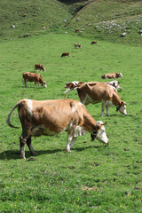 Fototapeta na wymiar krów wypasanych
