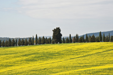 Tuscan landscape