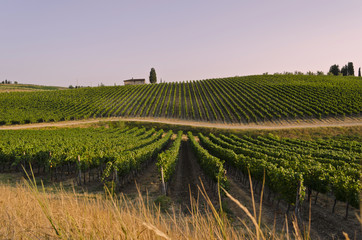 Sunset over Tuscan vineyards - 44289268