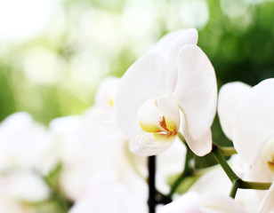 Obraz na płótnie Canvas phalaenopsis flower