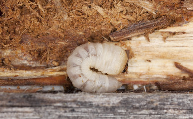 Tragosoma depsarium larva in pine wood