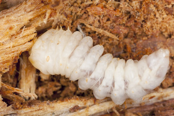 Tragosoma depsarium larva in pine wood