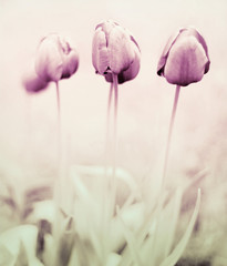 tulips © minava