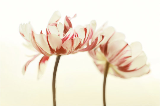 nice tulips