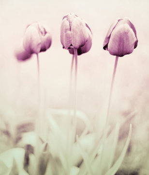 tulips