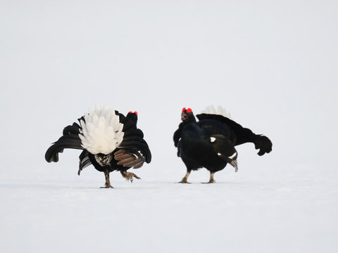 Birkhahn Balz