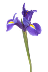 Blue iris or blueflag flower
