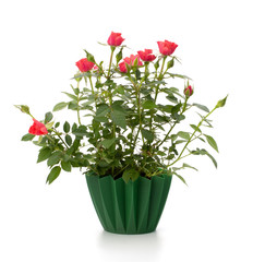 Beautiful rose in flowerpot