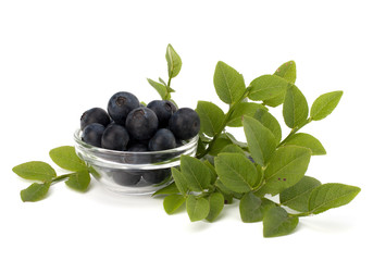 Blue bilberry or whortleberry
