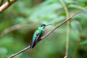 Green crowned Hummingbird, Monteverde