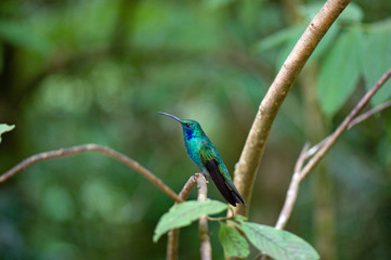 Green Violet Ear Humminbird