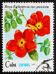 Postage stamp Cuba 1979 Rose, Rosa Eglanteria Punicea