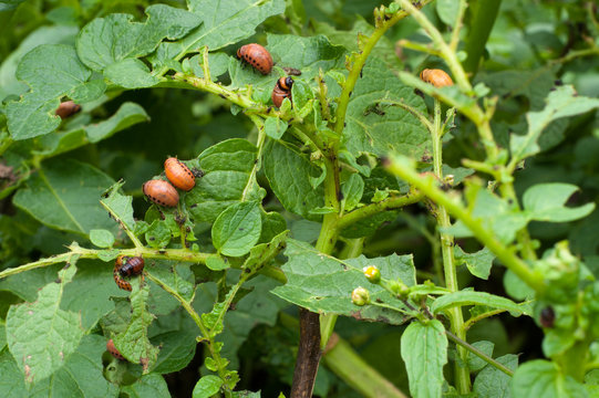 Stonka ziemniaczana (Leptinotarsa decemlineata)