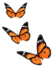 Obraz na płótnie Canvas Three orange butterflies, isolated on white