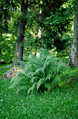 Fototapeta premium Lush fern in the park