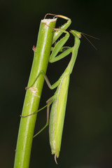 green praying mantis on stick  close up / Mantis religiosa