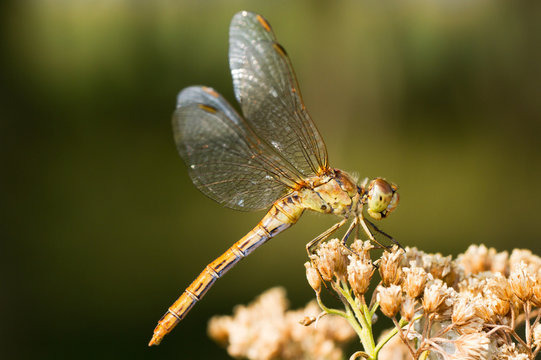 Southern Darter Dragonfly (female)  - Sympetrum meridionale