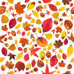 Leaves wallpaper
