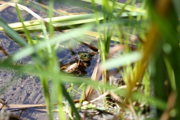 Teichfrosch am Teichufer