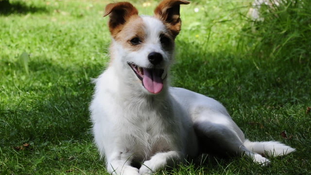 Terrier sucht Schutz im Schatten