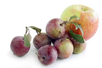 ripe fruits of crabapple tree and early apple