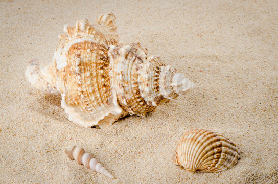 Sea shell on the shore