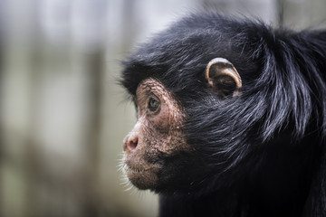 Black Red Faced Spider Monkey