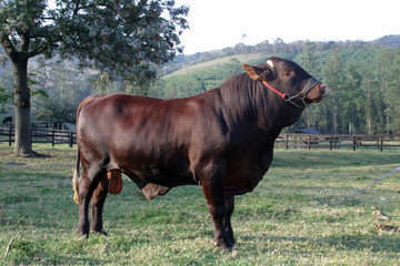 bull
