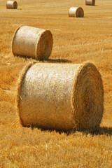 Straw bales on corn fields after harvest