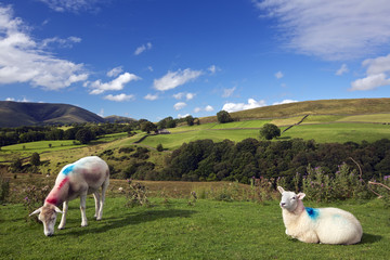 Sheep of the Yorkshire Dales