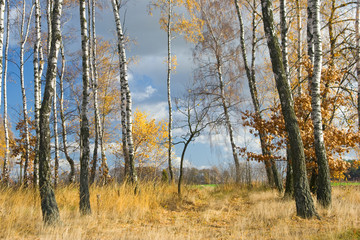 Autumn agricultural landscape