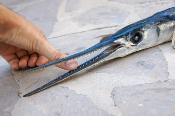 Hornhecht Garfish