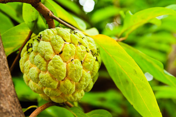 Fresh sugar apple on tree