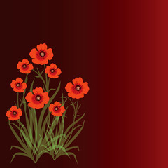 Red Poppies