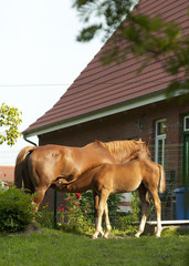 Young foal suckling