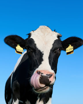 Curious Holstein cow