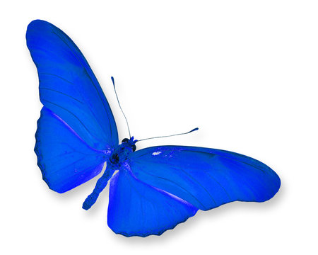 ิBlue Butterfly