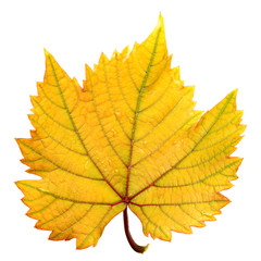 Grape leaf