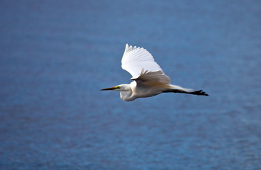 Airone bianco maggiore