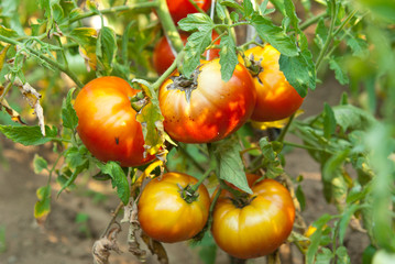 Tomatoes