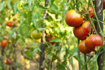 Tomatoes