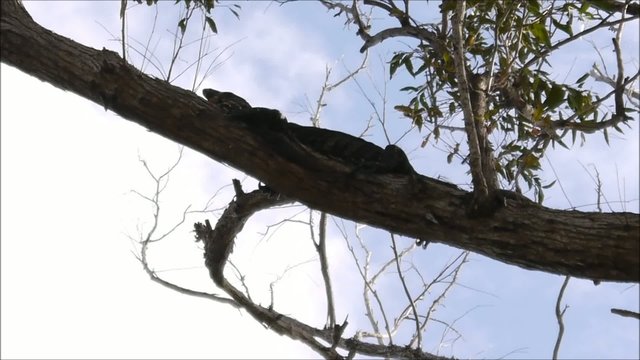 Waran im Baum